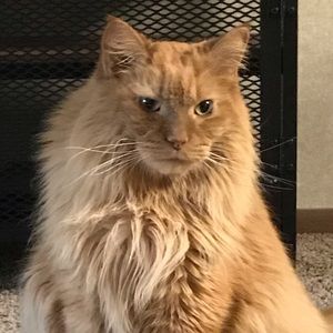 Meet your Posher, Molly